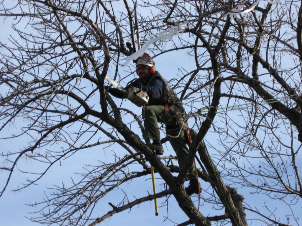 Getting To Know About Pruning Service